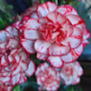 Meet your Posher, Tonya